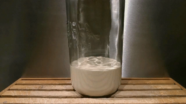 timelapse levain