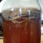kombucha