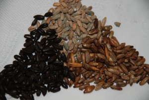 rye malts scaled